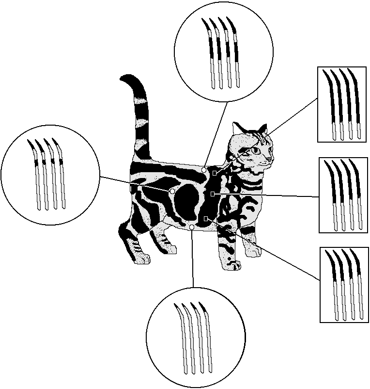 Figure 3 - Hairbanding in Classic Tabby