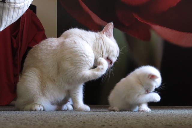 Peaches Teaching Her Kitten How To Clean Up