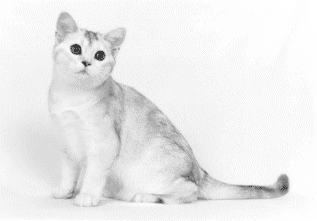 white and silver cat