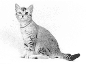 solid grey american shorthair