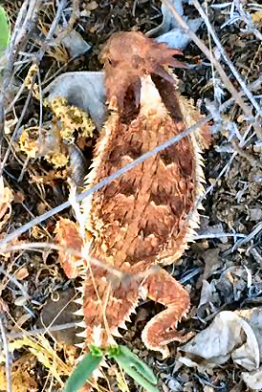 California Horned Lizard, found in April 2015 near Thousand Oaks, California