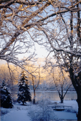 Golden winter morning in Southwest Michigan