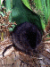 roundtail muskrat from Georgia Wildlife Web Site